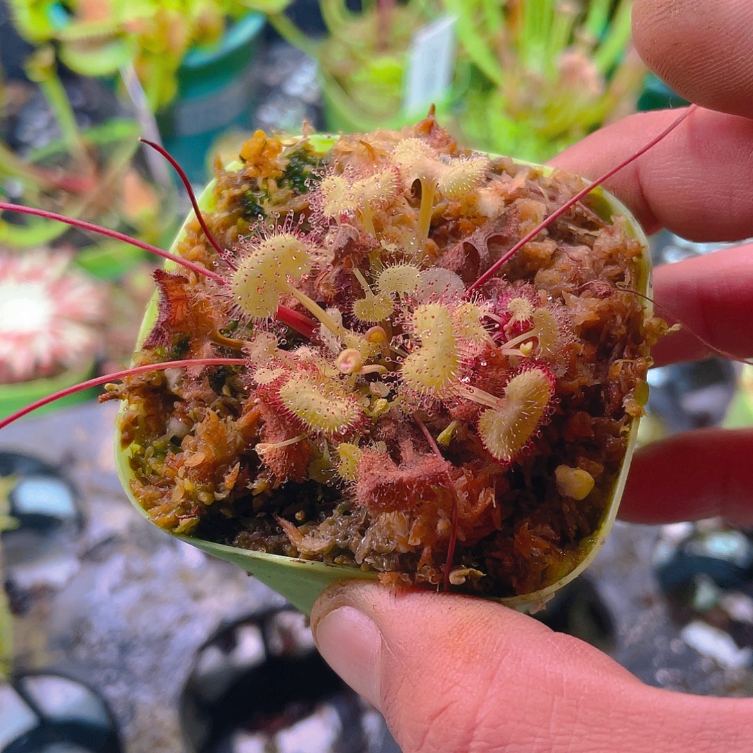 完全开放爱心茅膏菜