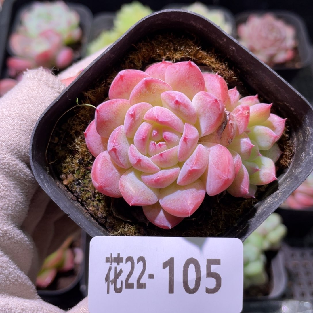花利美22-105新品