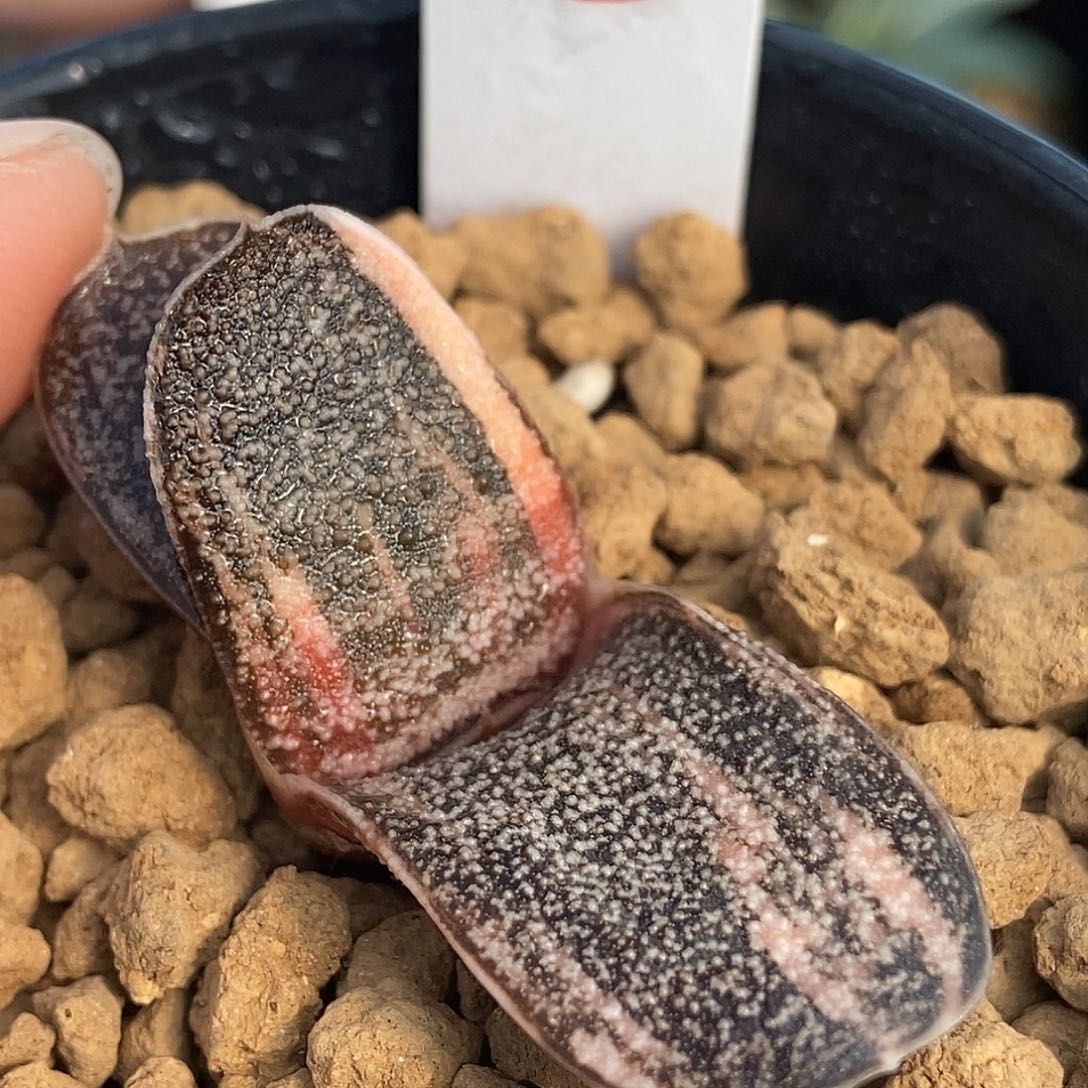 349达摩黑莺实生锦带盆发货