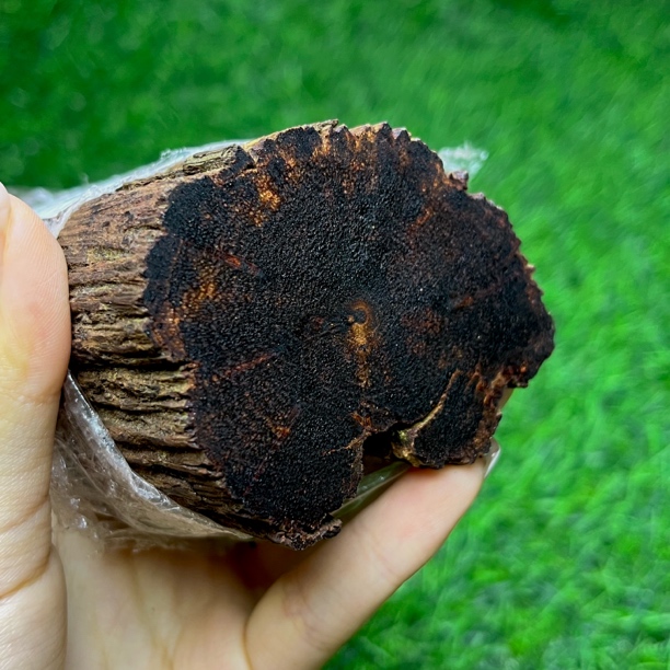 天然降真香奇楠级莺歌绿金丝藤品蜜结带甲皮老碳化秒沉水猫推