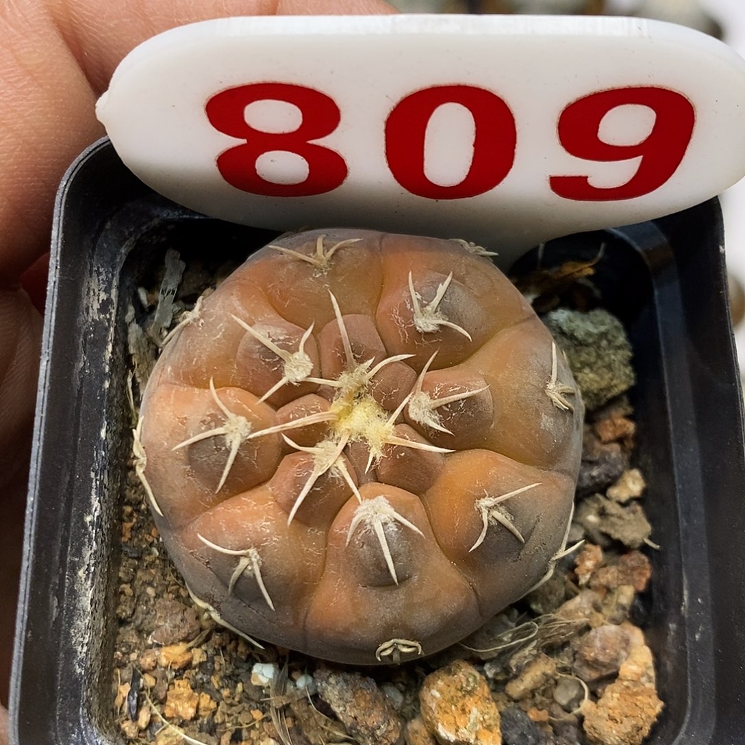 809福利特价来了哦