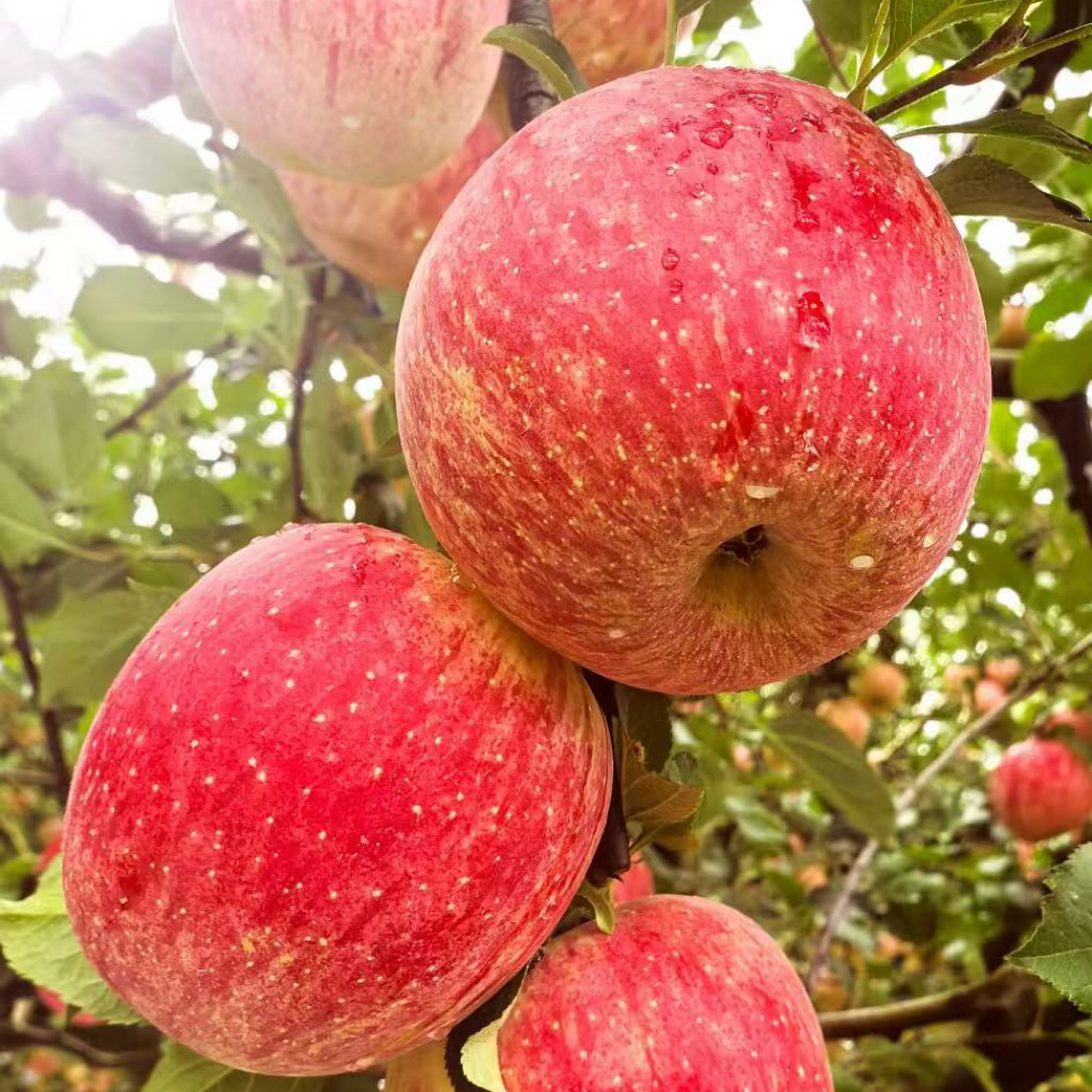 阿坝高原糖心苹果枝头鲜果果园直发