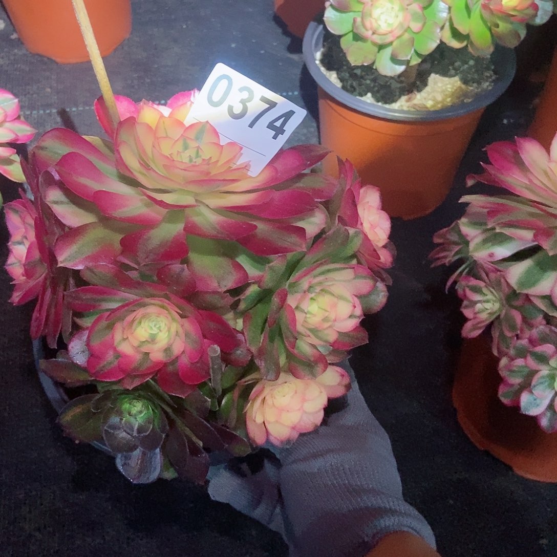 红陶0374荔枝阴阳3冠服16