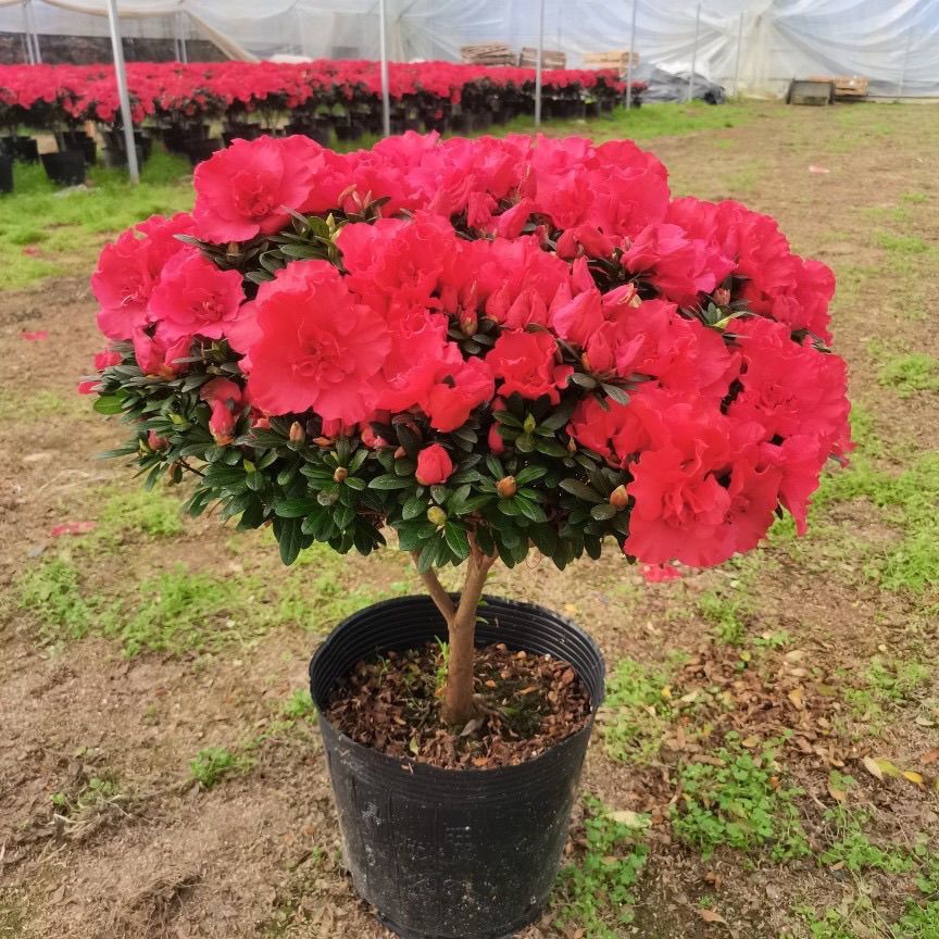 【新疆包邮】杜鹃花盆栽带花苞四季开花老桩花卉室内外绿植阳台好养