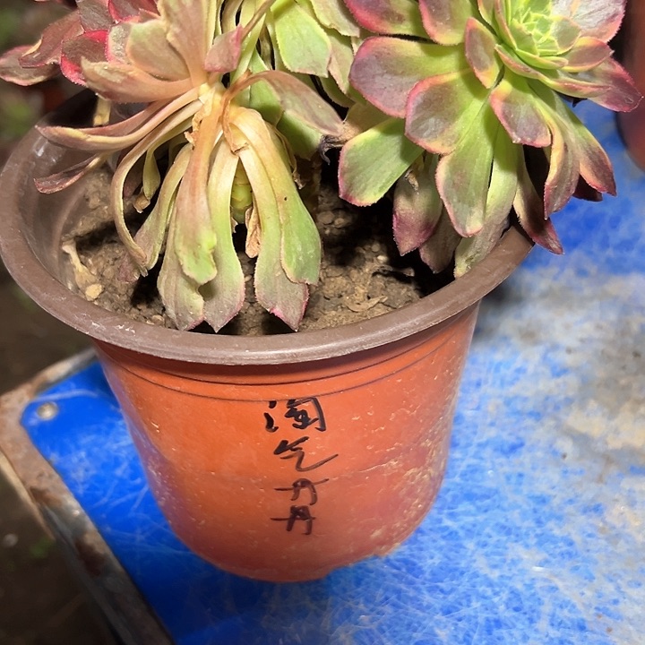 淘****?多肉植物组合4个