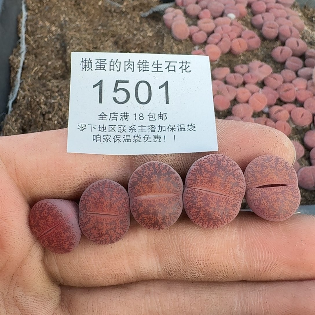 1501 哈哈哈哈哈哈哈哈哈