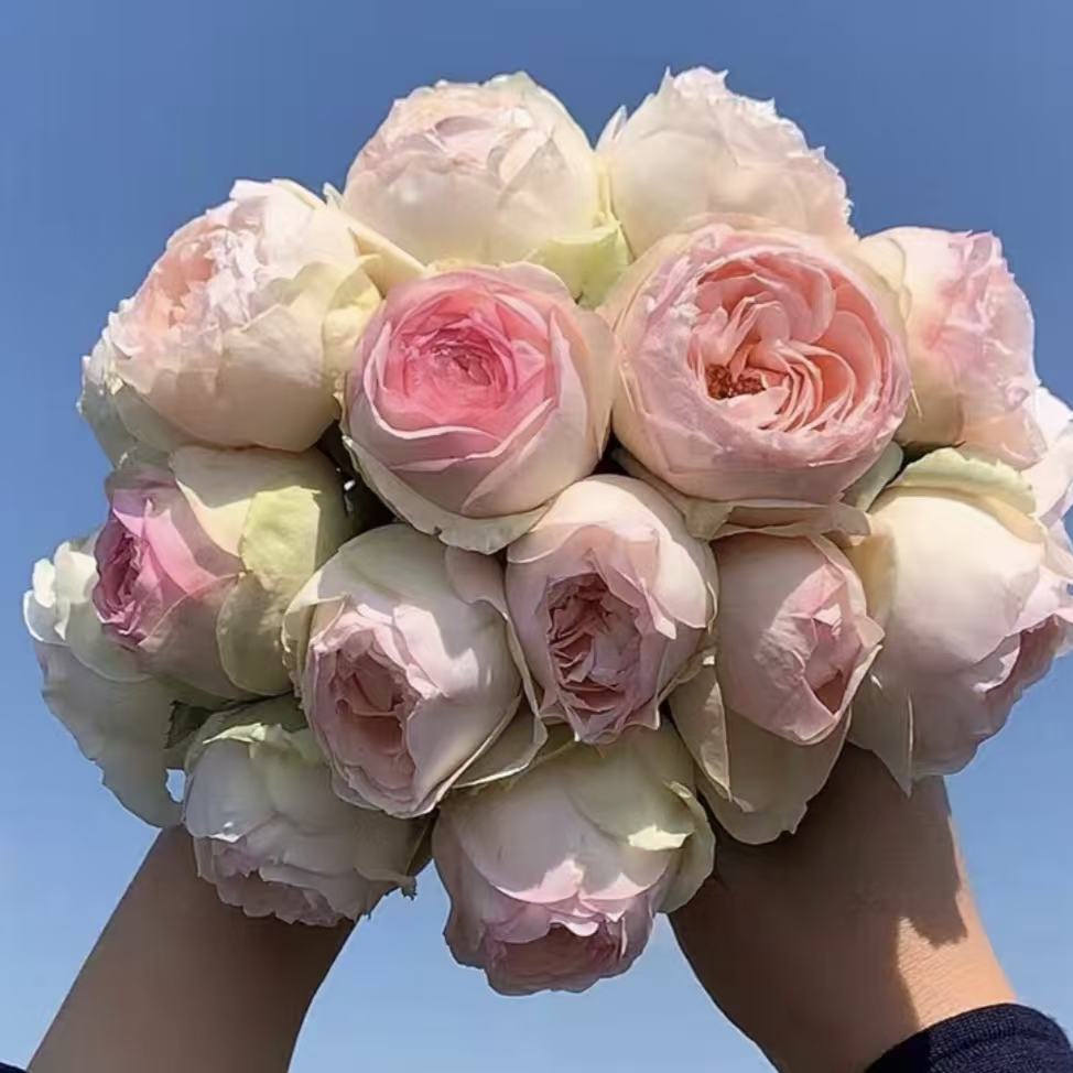 【蒙娜丽莎】阿木 精品独颗月季露天苗四季开花耐寒耐热