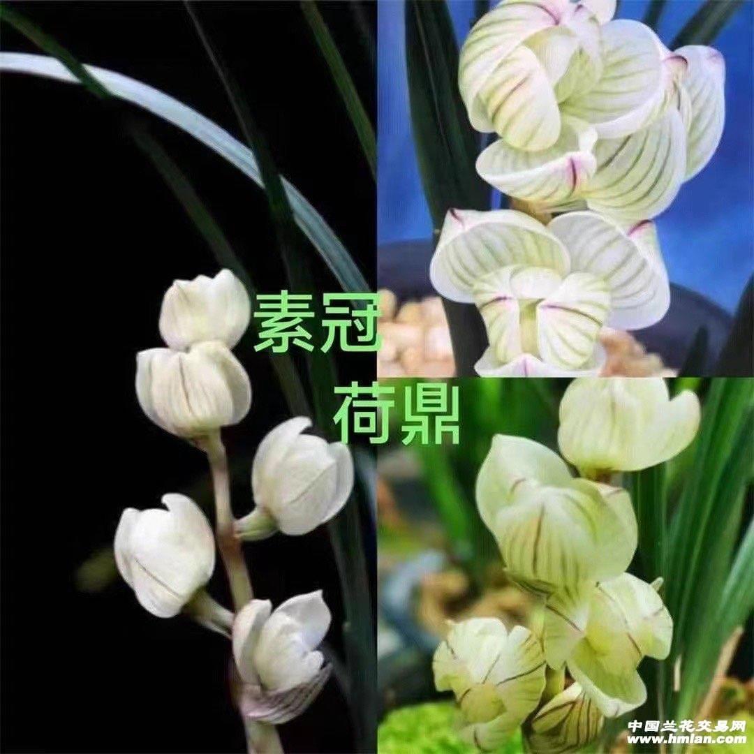 兰花铭品春兰【素冠荷鼎】老种分苗发货3苗带花