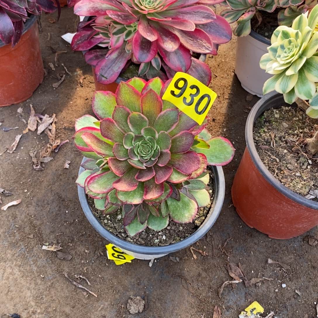 粉花妖多肉法师930