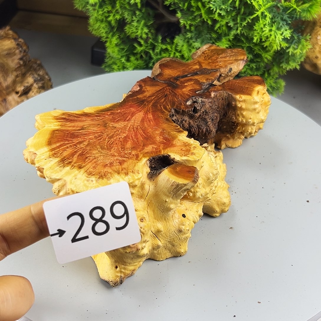 香榧木沙**暴火琉璃……