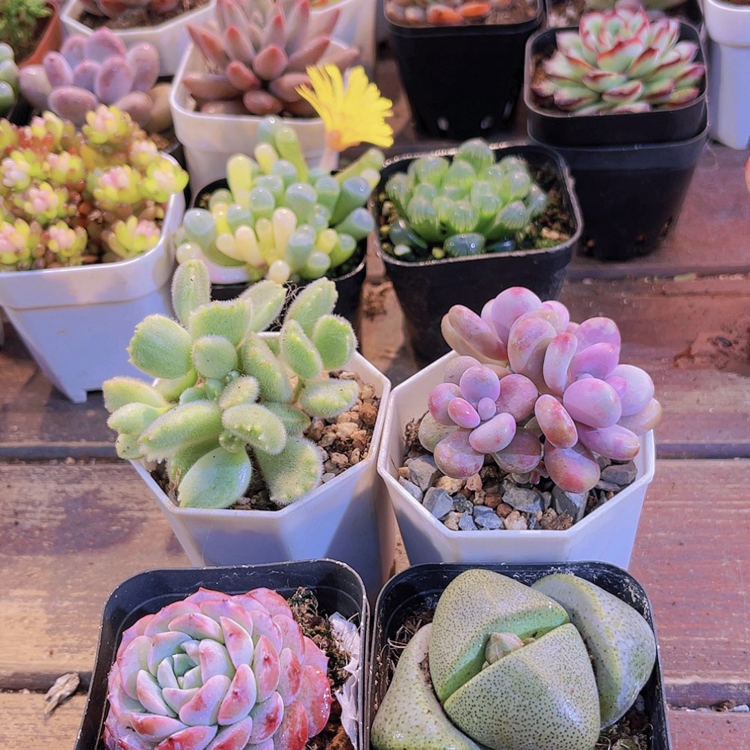 白熊➕恩宠➕桃蛋➕元宝