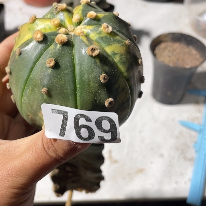 三角嫁接769号都紧一颗