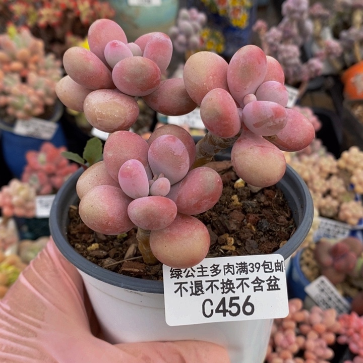 糖果桃蛋老桩456多肉植物