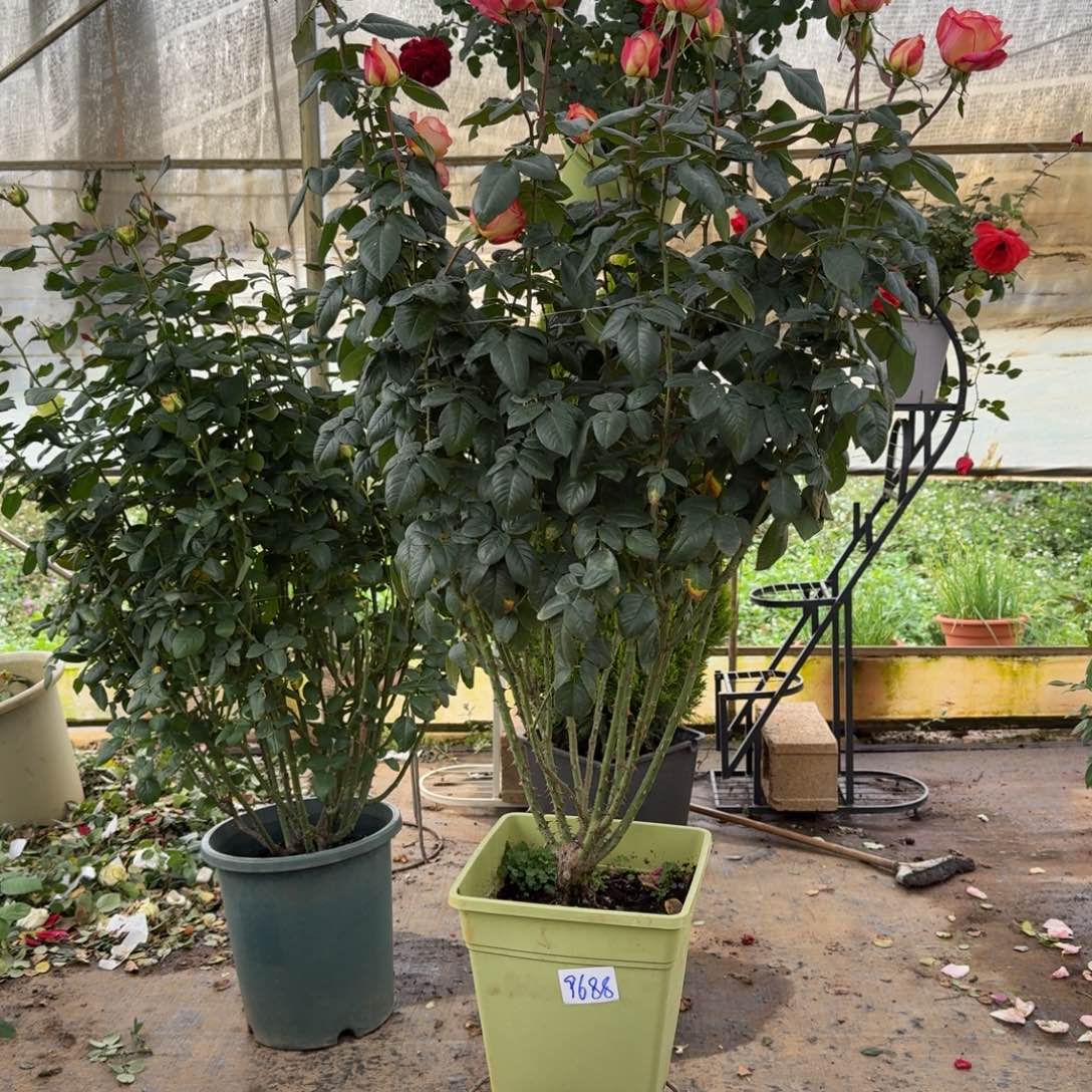 全部花苞5加仑彩云