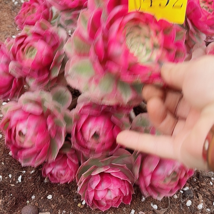 多肉植物荔枝0492