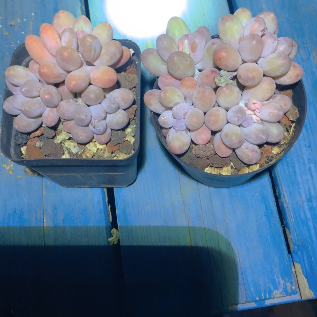 七*?精控汤圆多肉一物一拍