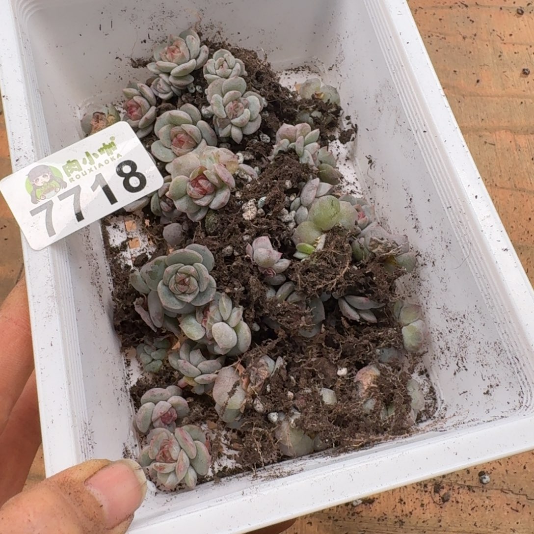 柒***默多肉植物多肉植物