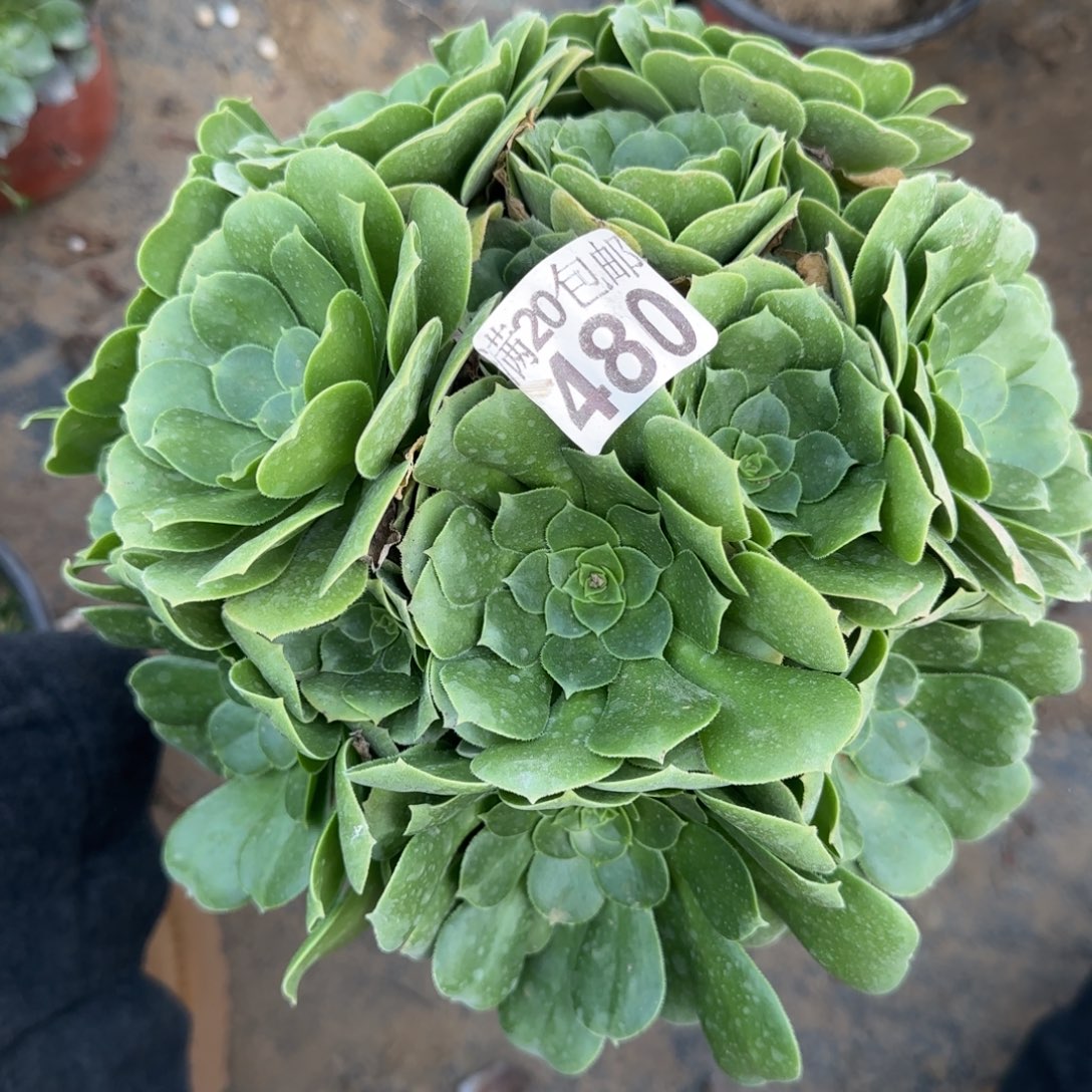 绿羊绒480满20包邮断枝不包