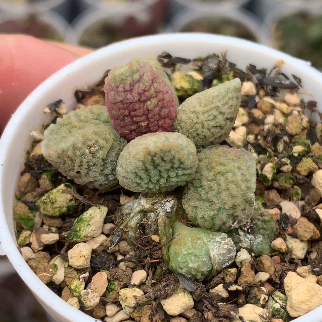 实生水泡 小型种 厚纹路