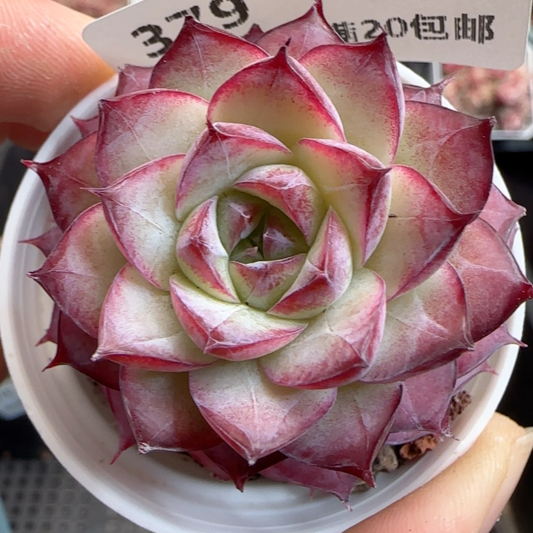 花语逸境0124-379