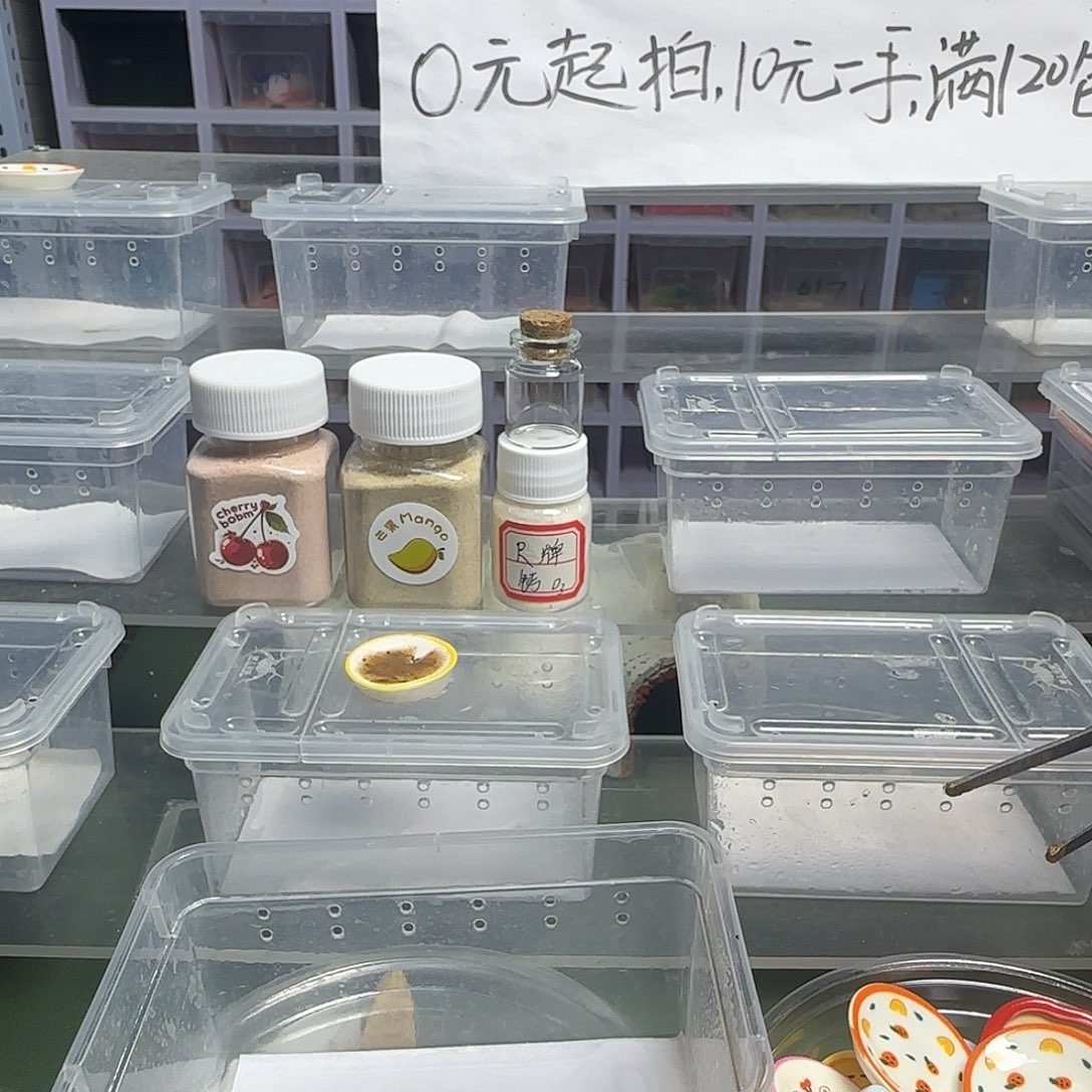 黑***五睫角守宫睫角守宫大幼