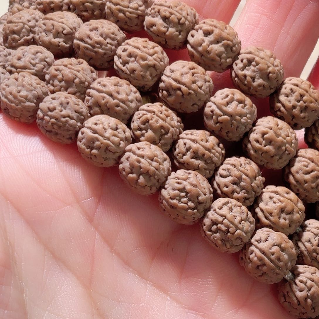 雷***声印度尼西亚小金刚葛地利纯血一代龙长串9小加