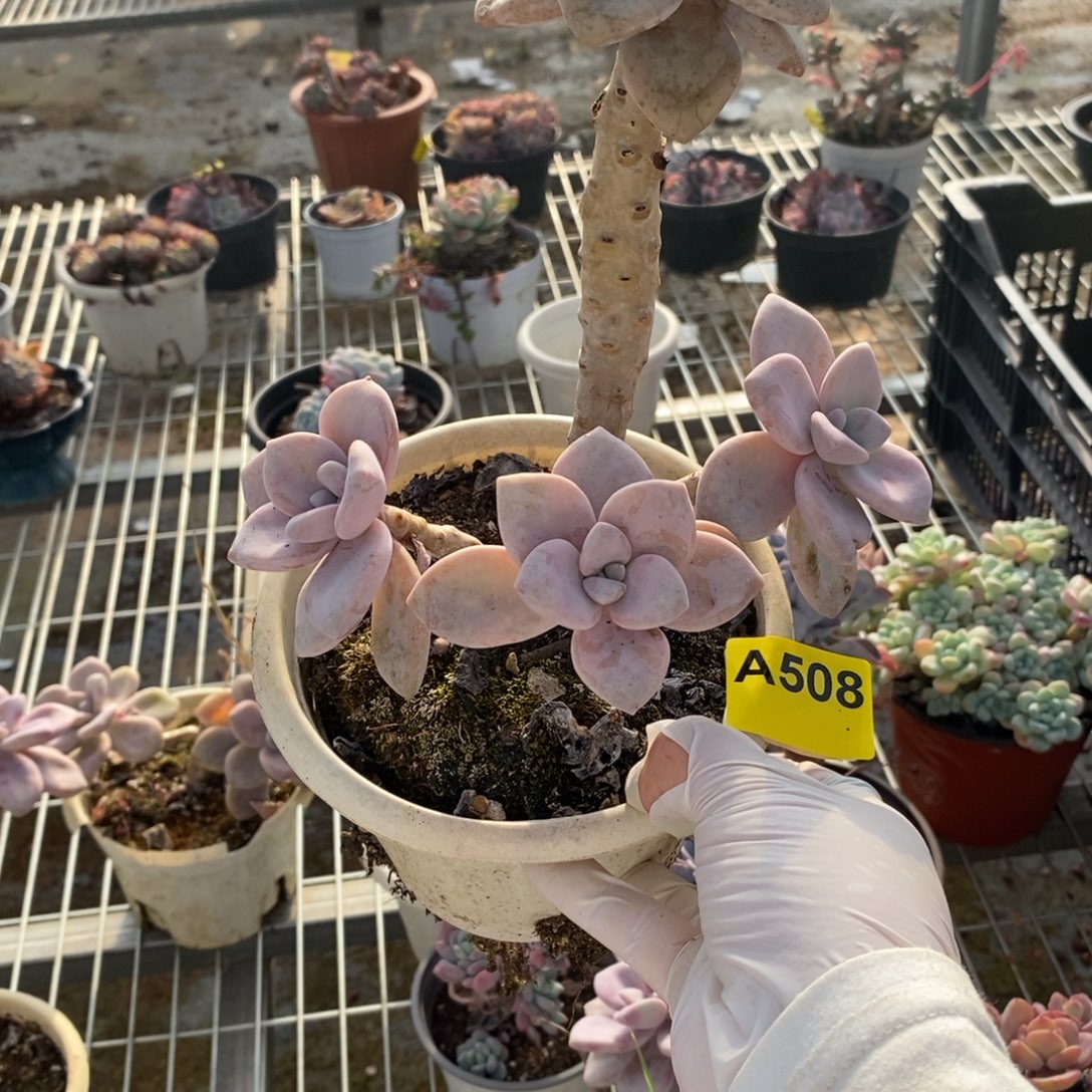 508桃霜老桩一物一拍