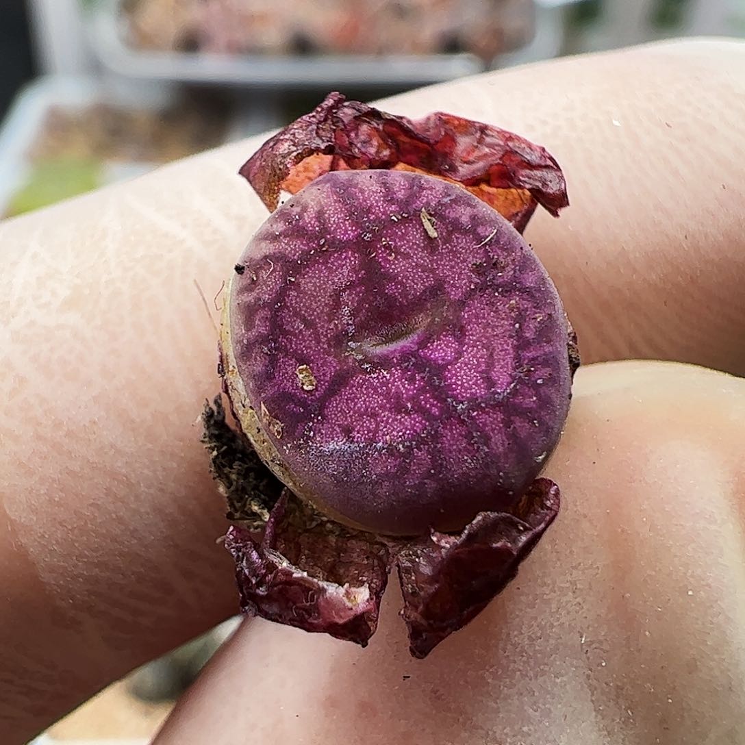 毛杂一颗包邮……………………