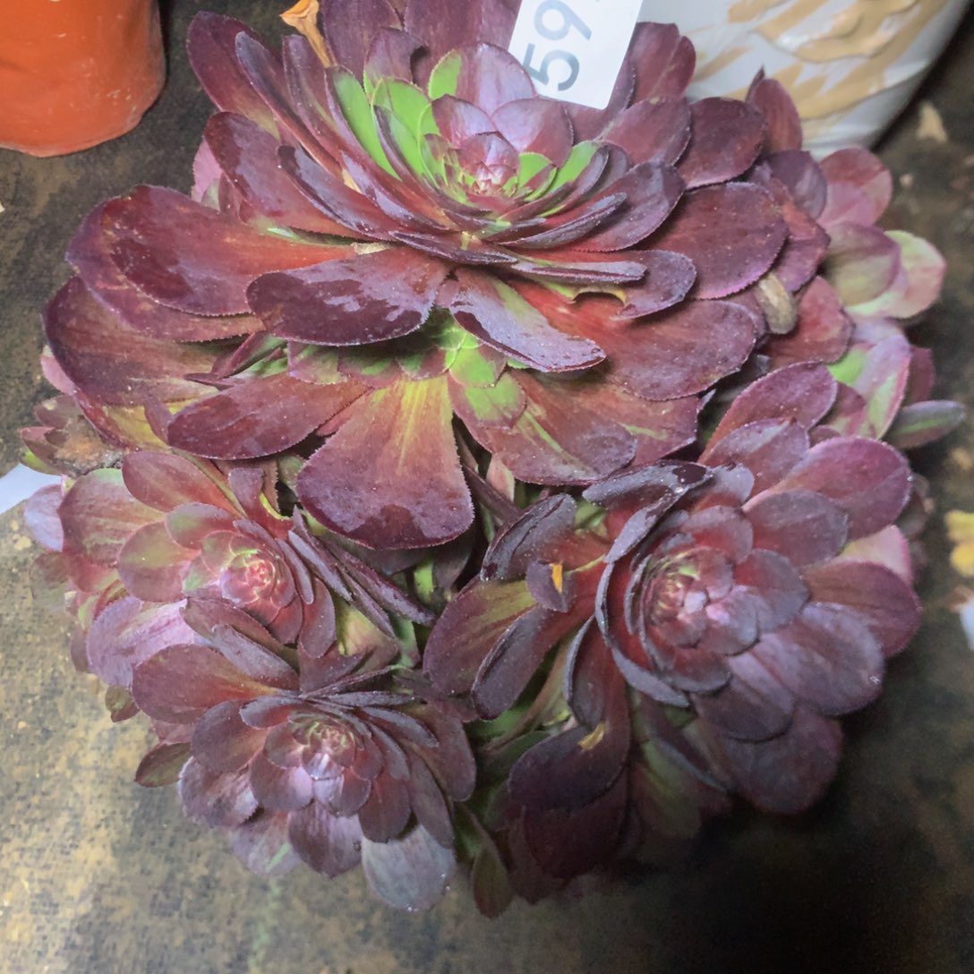 592优选花同夜多肉植物