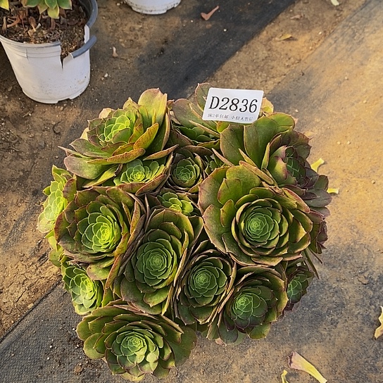 2836万圣夜多肉绣球