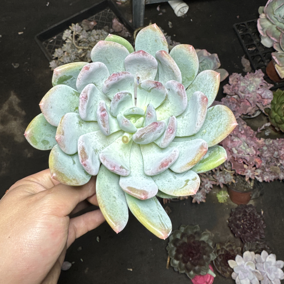 灰姑娘 以直播为准湊满15包邮不满到付