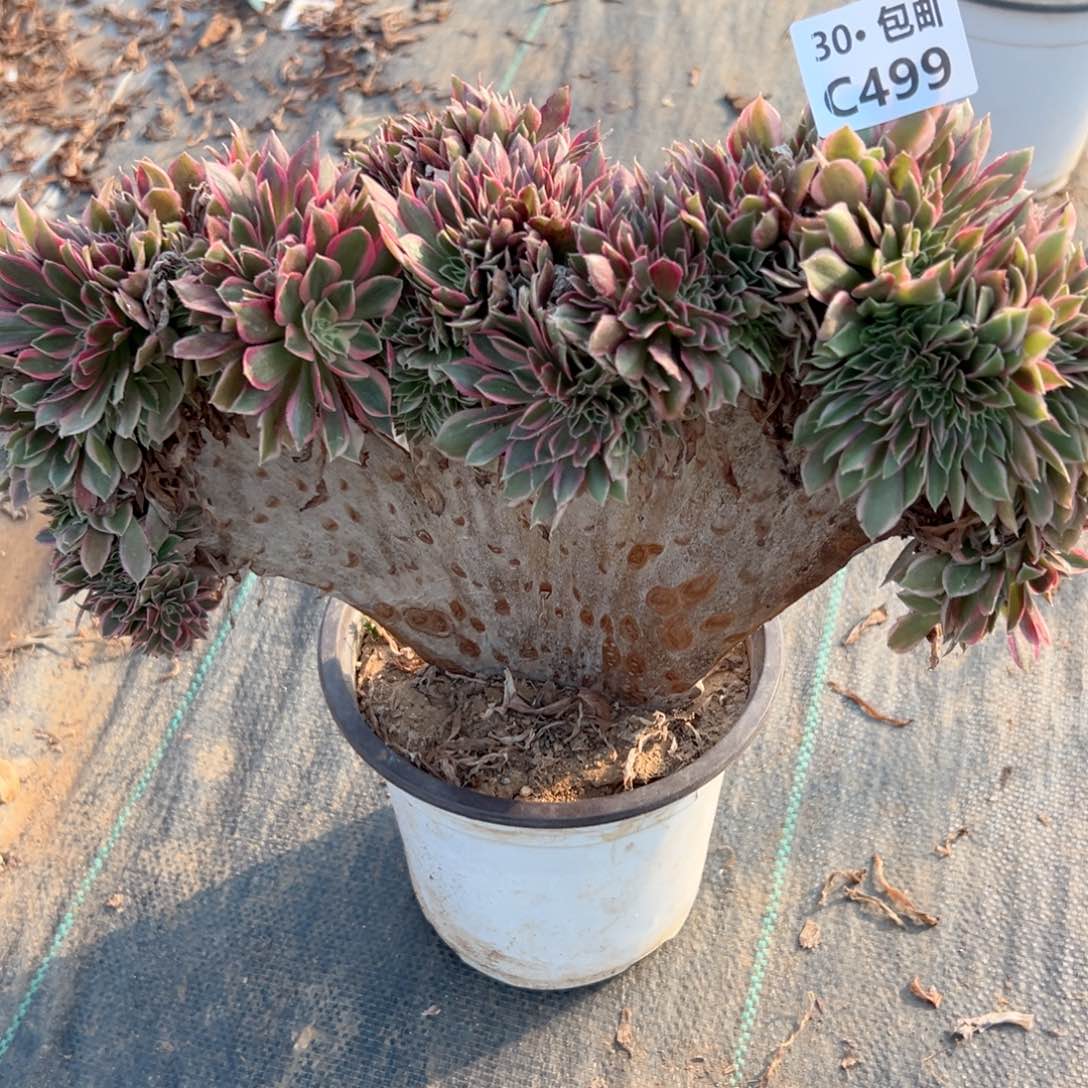 499女神缀多肉法师