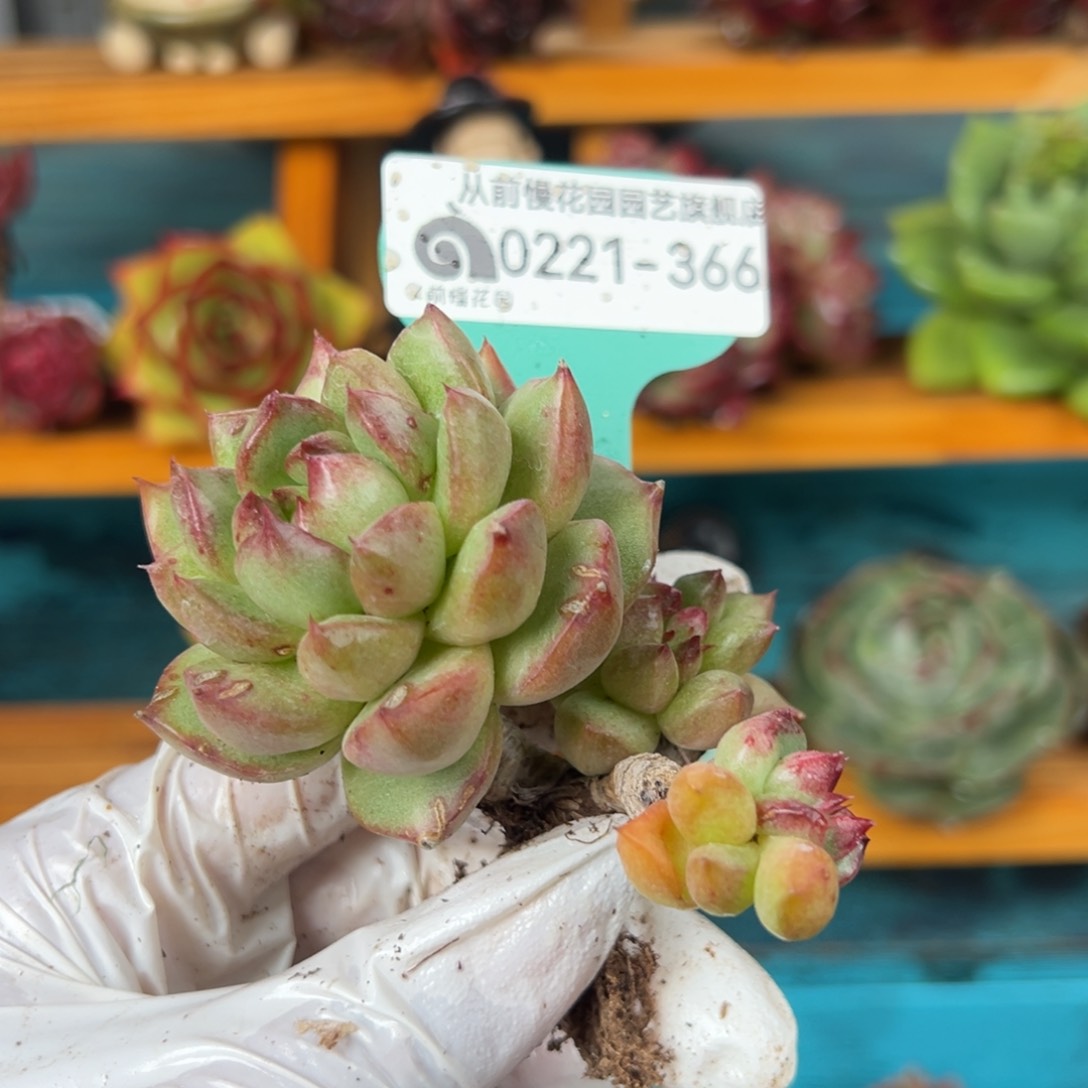 从前慢多肉精选编号0221.366