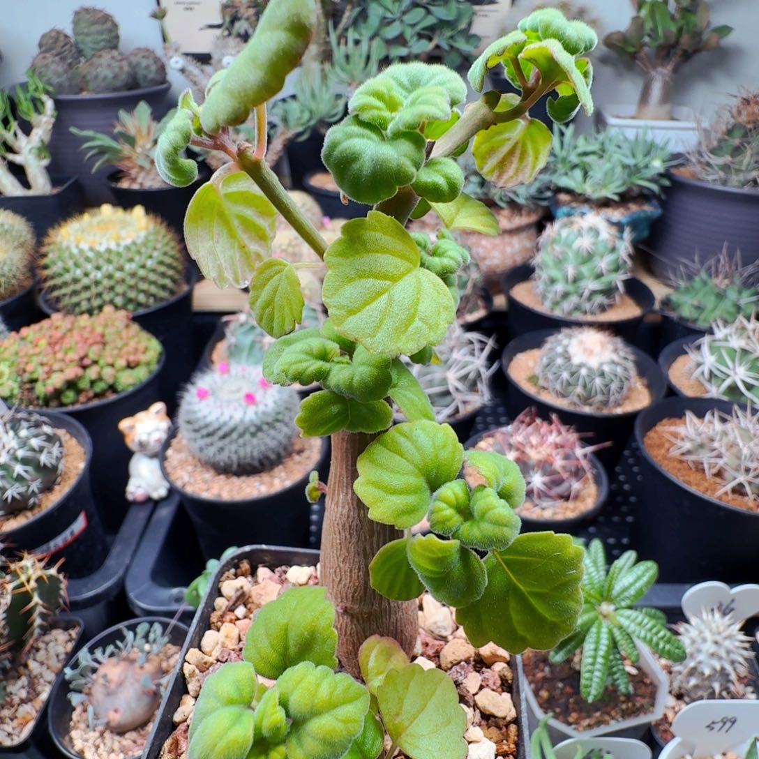 128爱氏延命草晨夕花坊