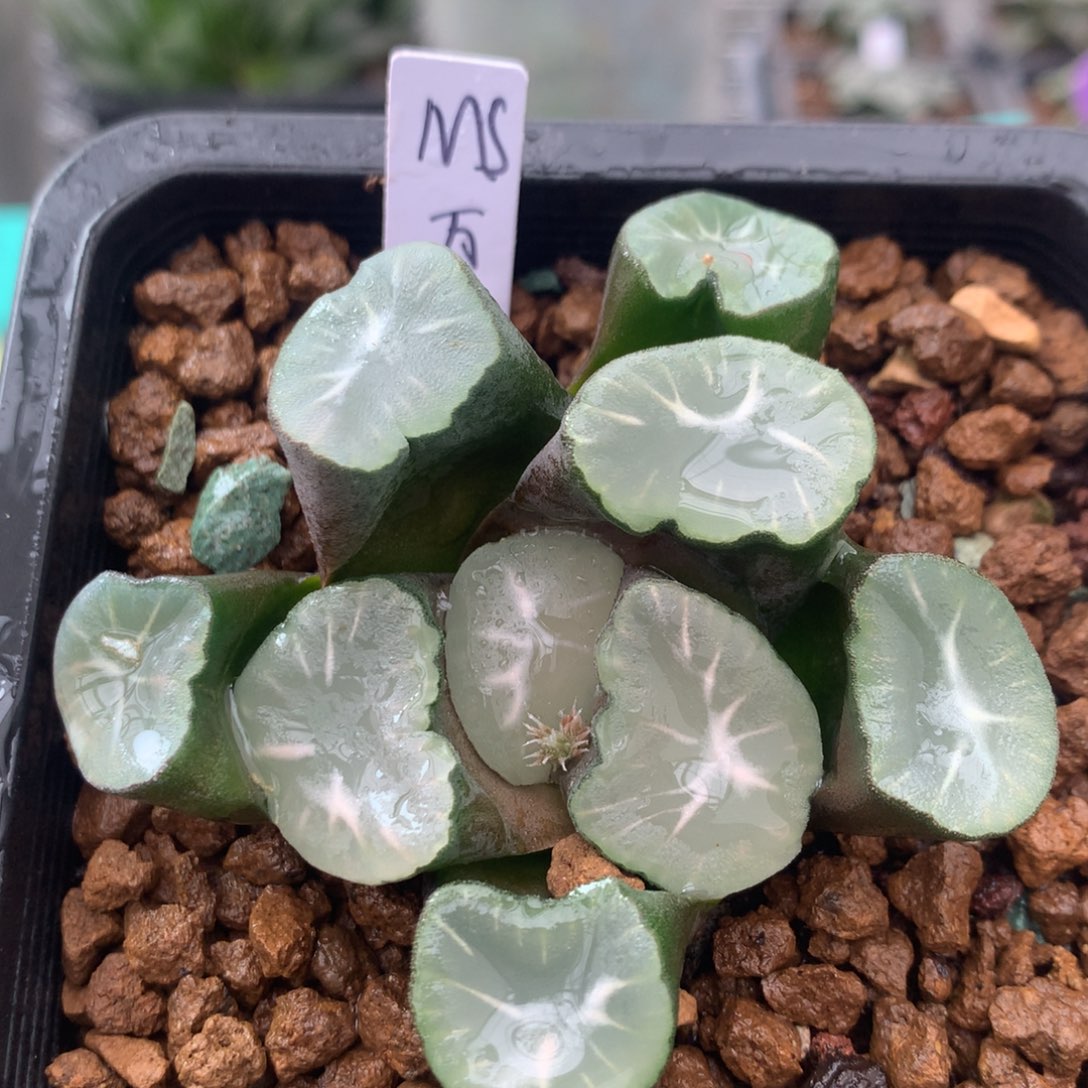 MS万象一物一拍带盆