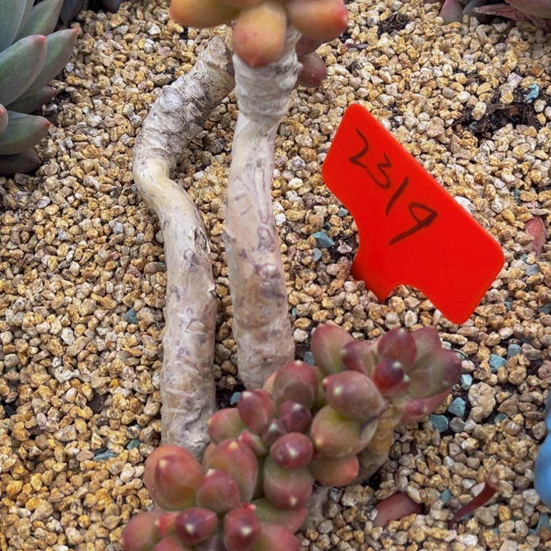 2319号上午多肉植物群生多肉