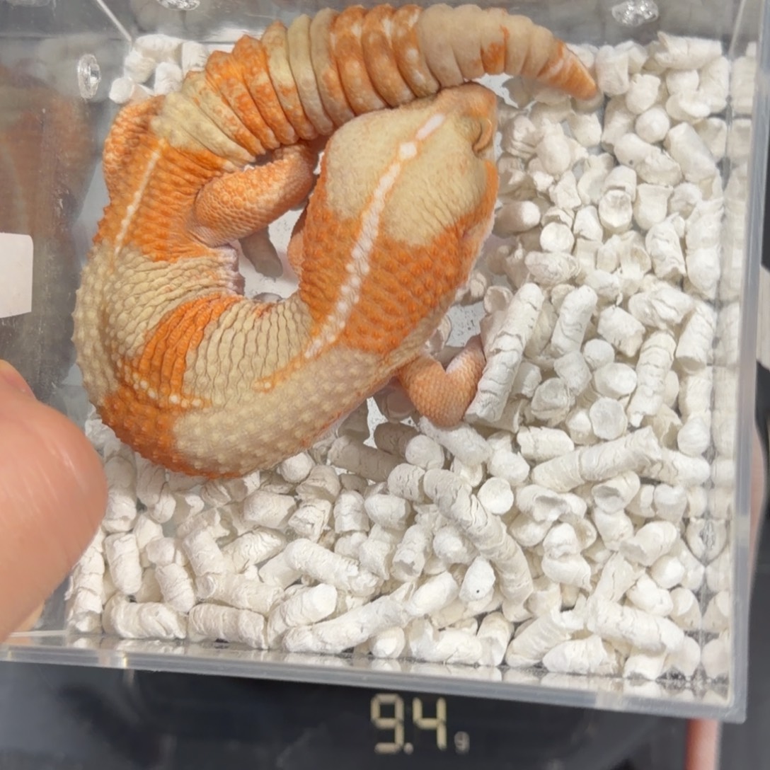 肥尾守宫暴风雪单母10.7克全品健康