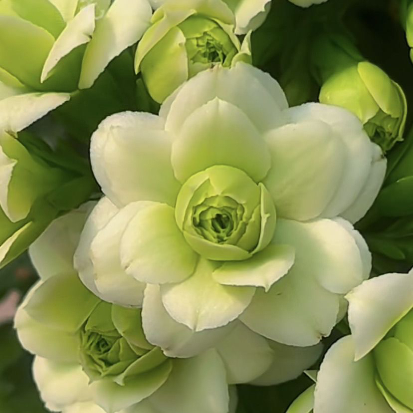 长寿花【绿巴黎】110盆花苞发货