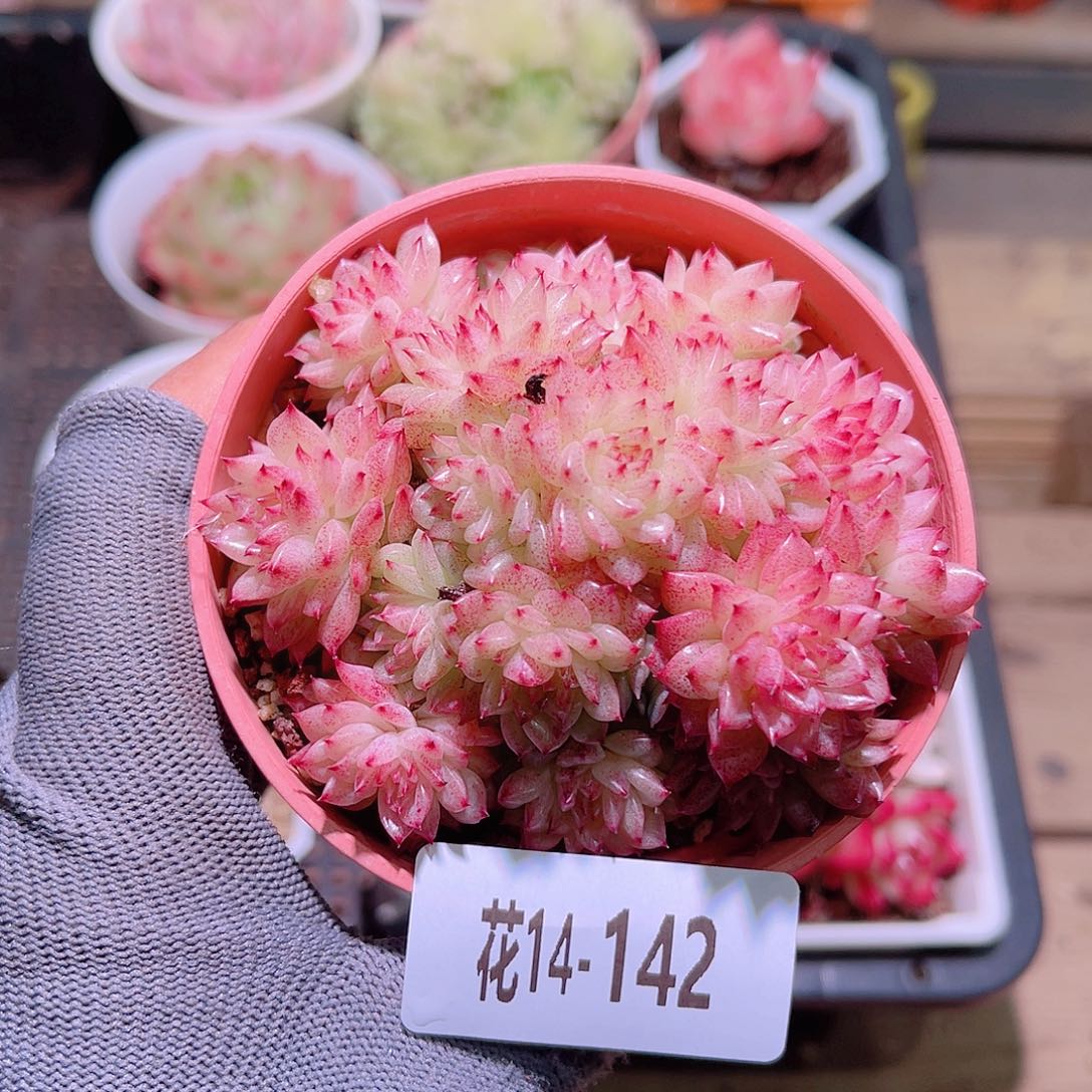 花14-142麦秆群生