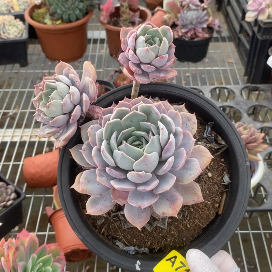 715紫悦老桩一物一拍