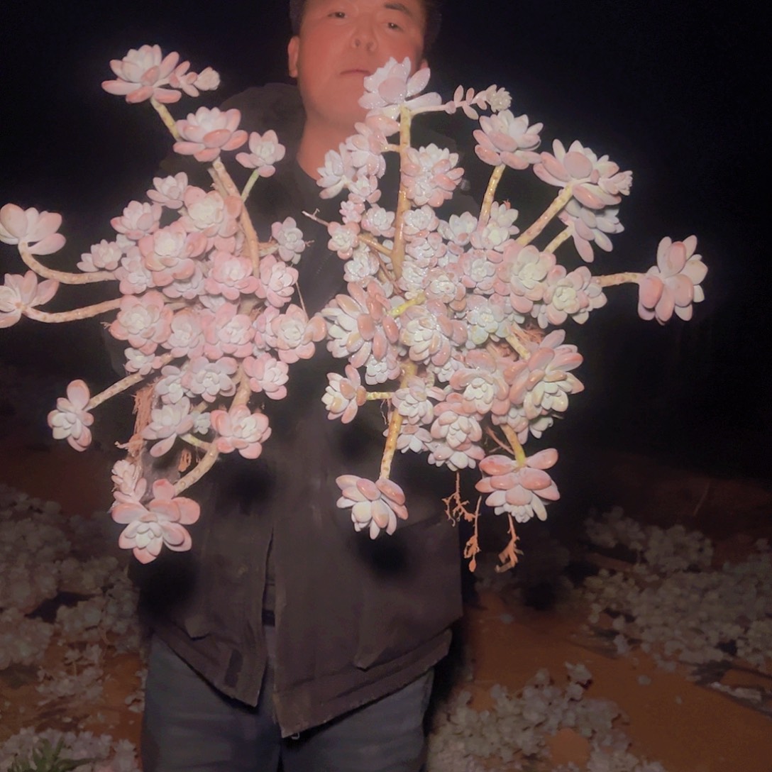 香水洛神2棵发货