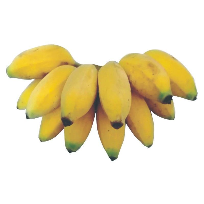小米蕉 新鲜香蕉 当季新鲜水果孕妇水果现采现发