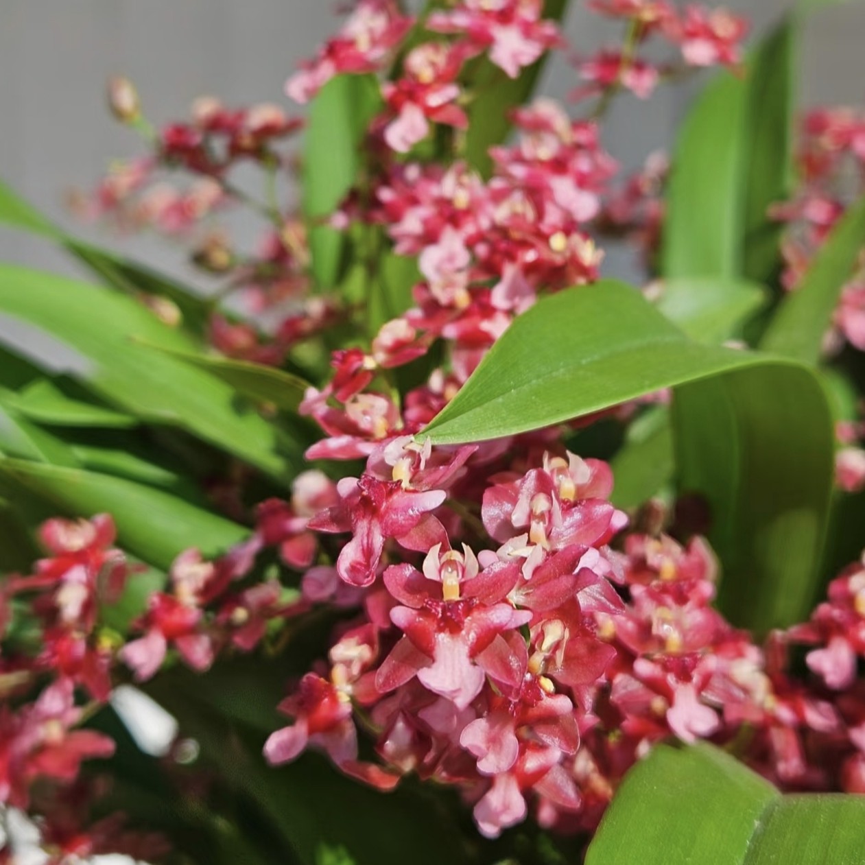 满堂红梦香兰 七年大苗好养活 香味浓郁浓香型