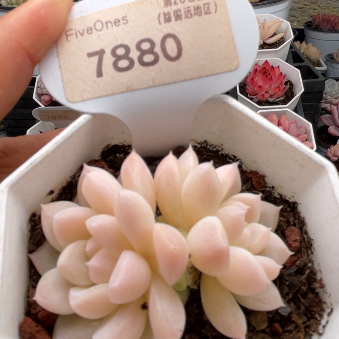 白雪7880-5.0厘米