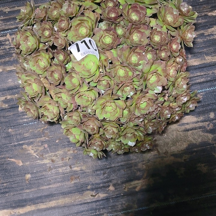 【闪购商品】岁****710万圣节2-3