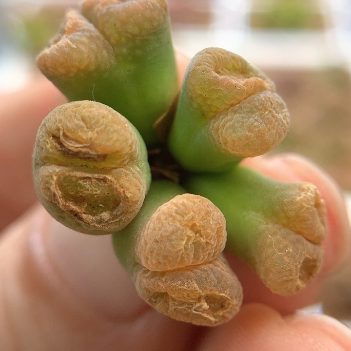 战损012 肉锥植物