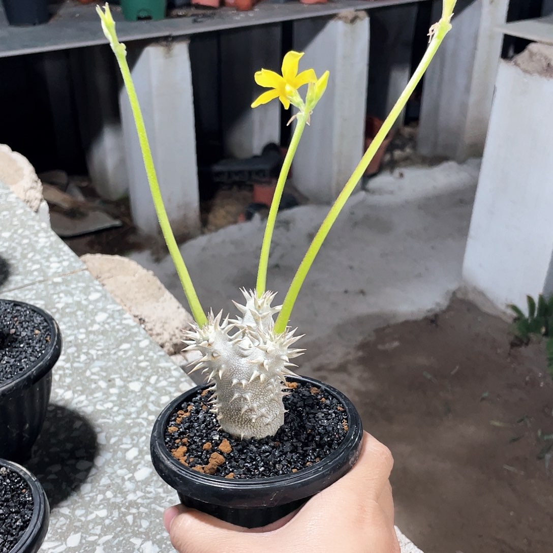 用****666666666666666