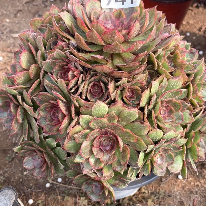 941多肉植物红丝绒