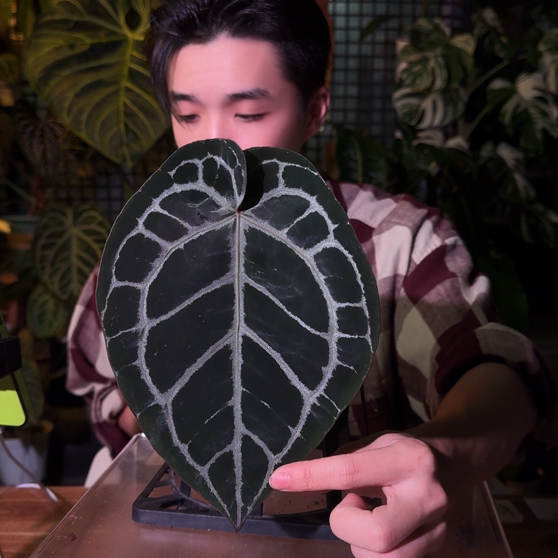 不开花植物G98紫铜杂米歇尔