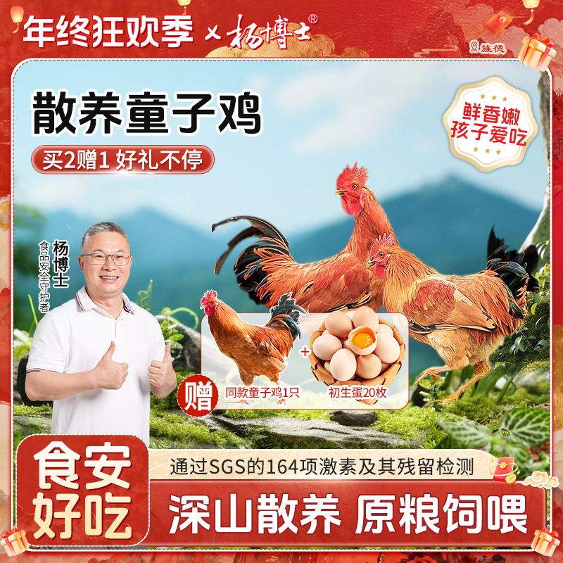 【3只童子鸡送20枚初生蛋】杨博士深山放养低脂土鸡清蒸孩子爱吃嫩